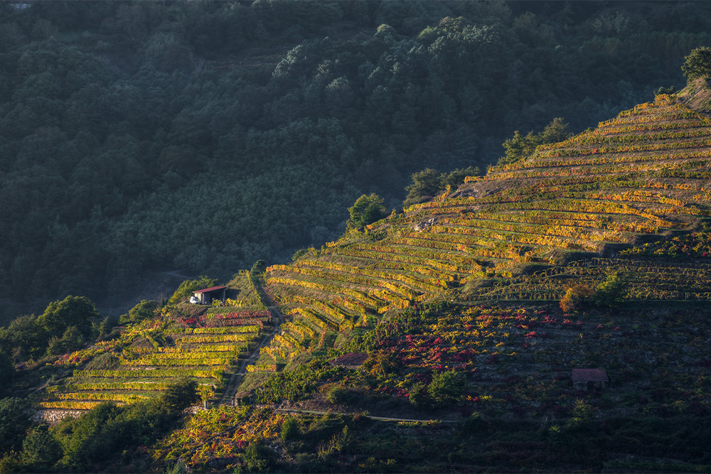 Enoturismo Galicia